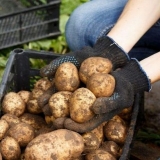 Koliko duboko saditi krompir